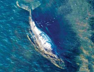 Iceland resumes whale hunt despite growing protest