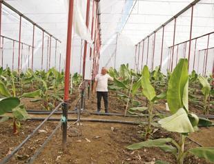 Alanya’s fruit growers pivot to smart farming