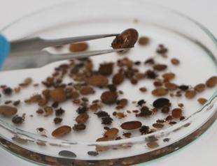 Climate change drives spread of disease-carrying insects