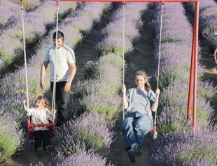 Tekirdağ’s vast lavender fields draw day-trippers