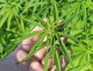 High-security efforts underway for cannabis production