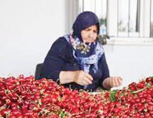 Türkiye prepares to resume cherry exports to China