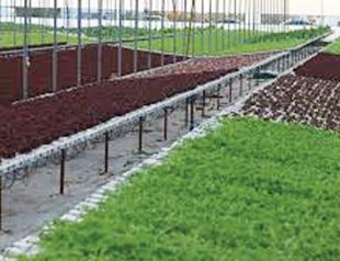 Soilless farming investments expanding in Istanbul
