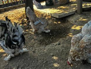 Chickens become attraction at Istanbul transit hub