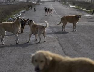 Three mayors investigated over stray dog incidents
