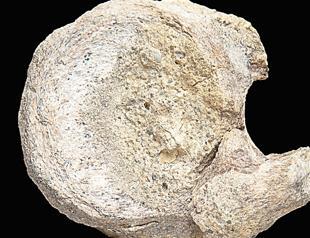 A rare dinosaur fossil found tucked away in a drawer
