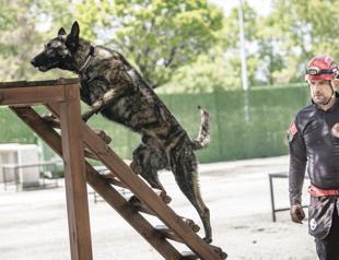 Rescue dog Ego certified for disaster response