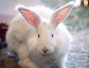 Protected Angora rabbits receive special care in Ankara