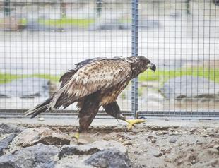 More than 2,200 rehabilitated wild animals returned to nature