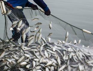 Türkiye targets $3 billion in aquaculture exports by 2028: Minister