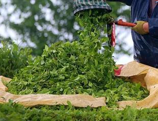 Turkish tea exports exceed $17.5 mln in first half
