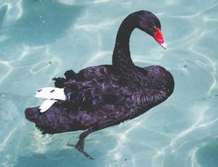 Five cygnets expected as nesting season begins at Kuğulu Park