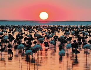 Tuz Lake records highest flamingo chick count in 5 years