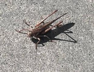 Giant grasshoppers swarm several Istanbul districts