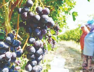 Turkish produce exports hit $2 billion mark in first half