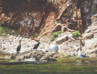 Seagulls mistake styrofoam for food in the Marmara Sea