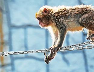 Japan’s monkey sensation Punch celebrates birthday