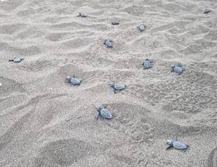 6,000 baby loggerhead turtles reach sea in Muğla