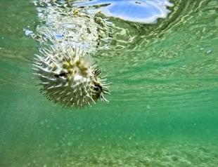 50 million invasive pufferfish blocked from entering ecosystem