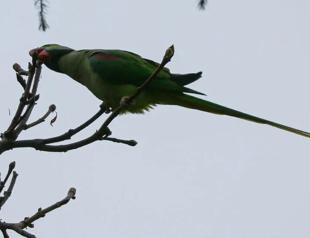 Invasive birds threaten native species in Istanbul