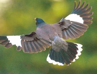 Invasive mynas threaten Istanbul birds