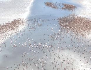 Tuz Lakes flamingos rear young communally
