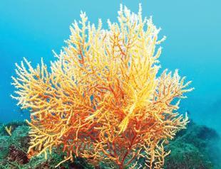 Largest coral forest of Aegean uncovered off Gökçeada coast