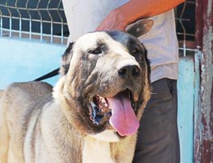 Kangal dogs to compete in beauty contest in native Sivas