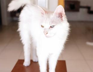 Facility protects endangered purebred Ankara cats