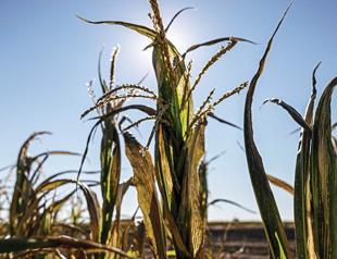 French farmers bracing for smallest corn crop since 1980