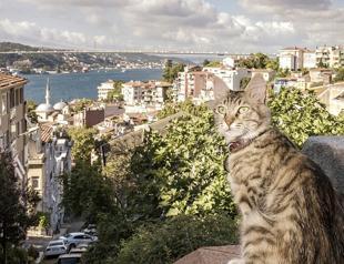 Istanbul’s street cats leave their paw prints on daily life