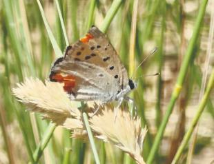 Nature lovers in pursuit of butterflies