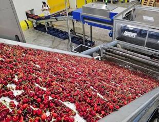 Cherry exports hit $235 mln in seven months