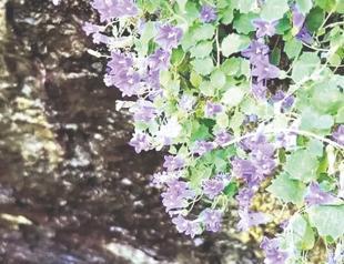 Researchers discover 13 new plant species across Türkiye