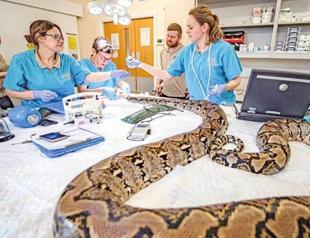 Pioneering cancer treatment saves python named Jodie Foster