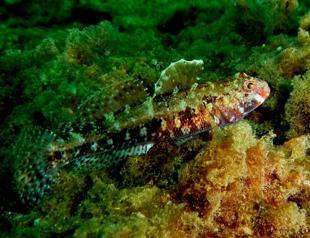 Rare marine life spotted again off Istanbul’s Princes’ Islands