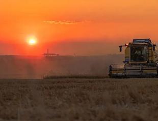 Türkiye’s strong grain stocks shield it from global supply risks: Industry official