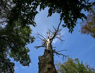 Germany reports record 15,800 heat-related deaths this summer