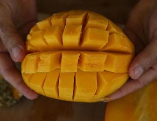 Tropical fruit production expands in Alanya