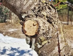 11-year wait ends for first mastic harvest in Muğla
