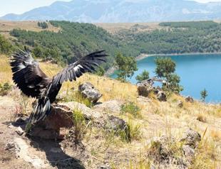 Nearly 5,000 rescued wild animals returned to nature in seven months