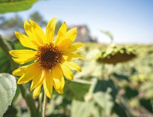 Istanbul sunflower harvest expected to surge 25 percent