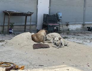Ministries to deploy inspectors nationwide to monitor stray dog law