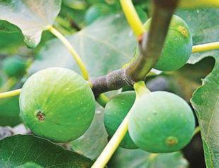 A eulogy to figs