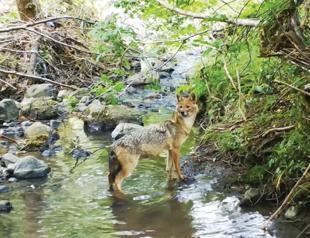 Camera traps reveal Istanbul’s wild side