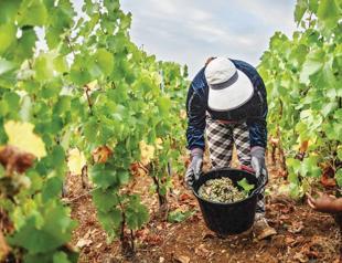 Scorching summer pushes French wine harvest to new historic low