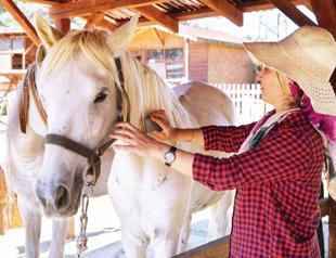 Princes’ Island horses rehomed in northern city