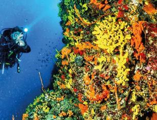 Ayvalık draws diving enthusiasts with its rich underwater life