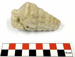 66-million-year-old fossil discovered in Turkish capital