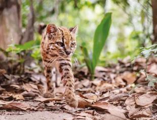 First new wild cat discovered in a century